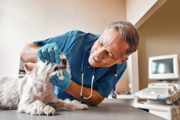 Best Emergency Dental Extractions in Houserville, PA
